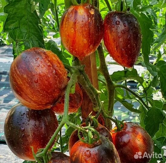 Томат Гаргамель семена