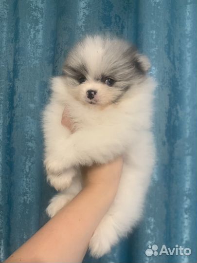 Щенки шпица