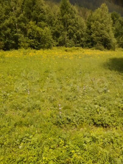 Участок 16 сот. (СНТ, ДНП)