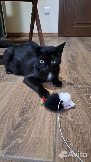 Молодая кошечка в добрые руки