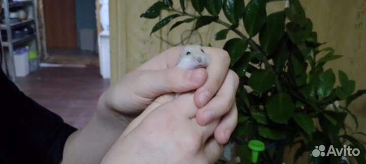 Джунгарский хомяк