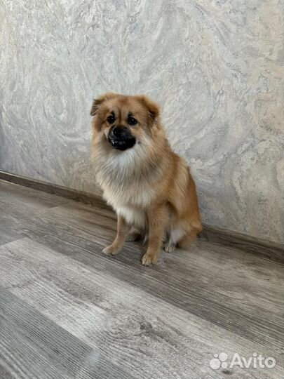 Отдам в добрые руки малый немецкий шпиц (6 месяцев