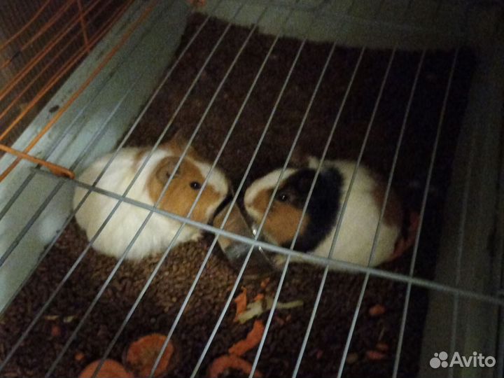 Морские свинки