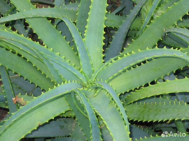 Алоэ, Хасавюрт