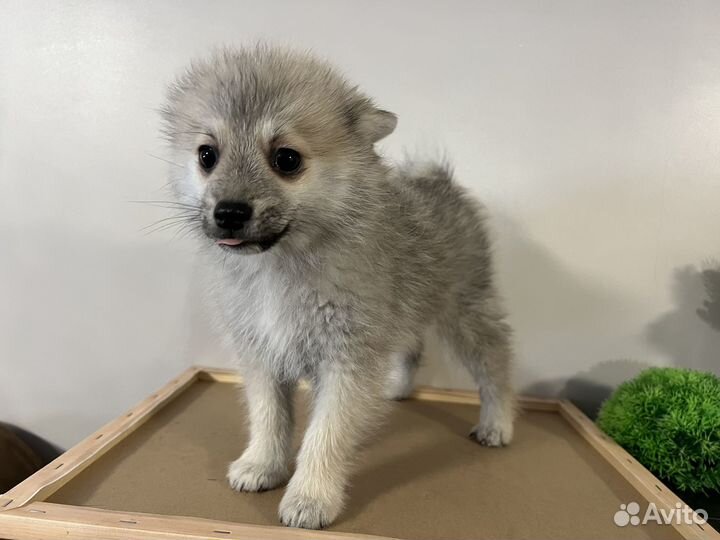 Щенки помски