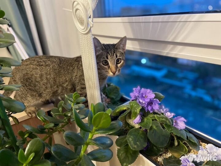 Кося