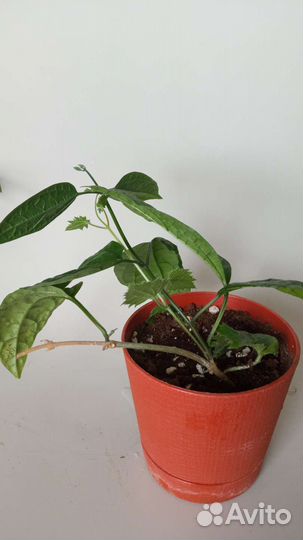 Сингониум розовый неон пинк