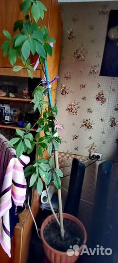 Комнатные цветы шефлера