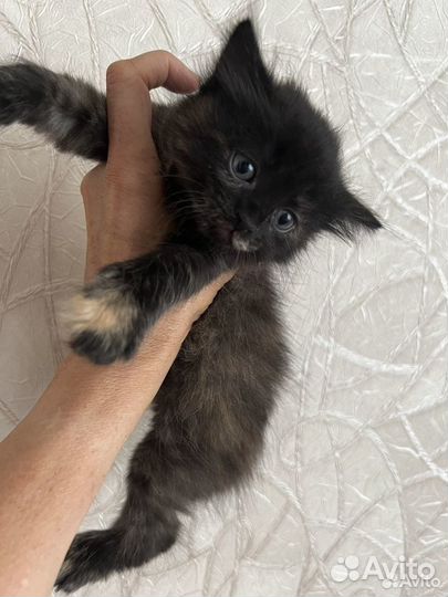 Котята в добрые руки приучены к лотку