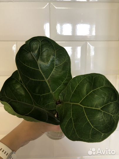 Фикус Лирата