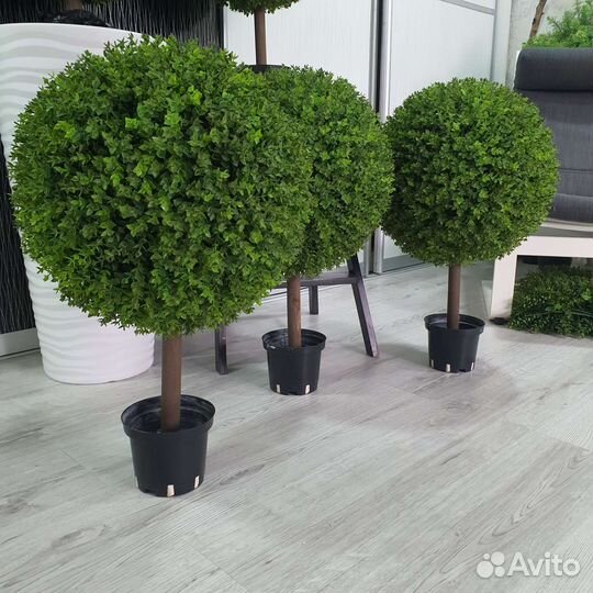 Искусственный самшит