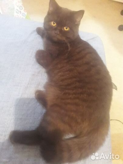 Кошка шотландская