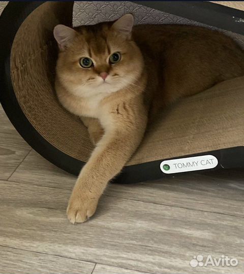 Шотландский кот на вязку