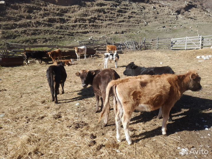 Бычок И телки