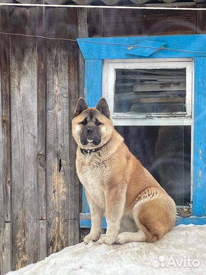 Американская акита вязка