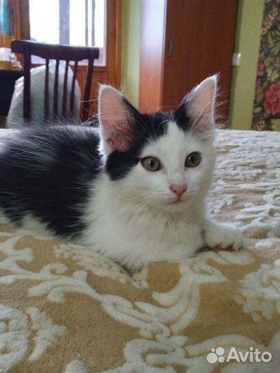 Котята в добрые руки бесплатно