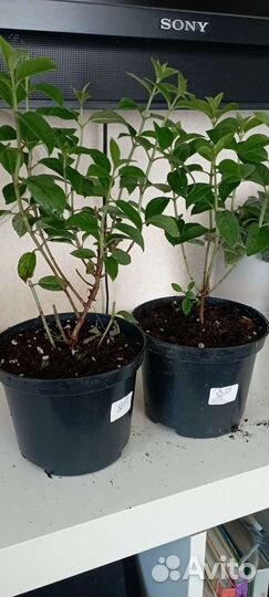 Гортензия метельчатая бобо