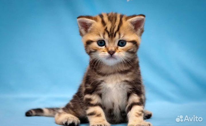 Бенгальские котята