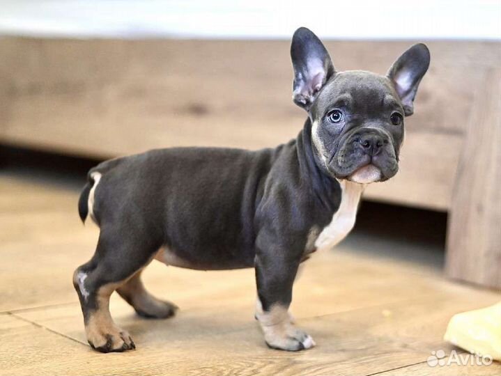 Щенок Американского Булли экзот