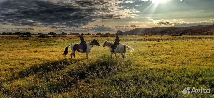 Занятия на лошадях