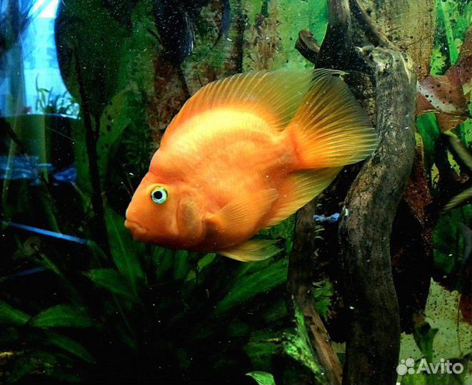 Аквариумная рыба попугай оранжевый