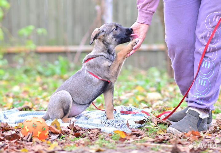 Щенок, девочка в добрые руки, в дар