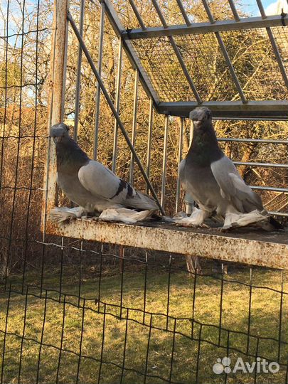 Голуби узбеки