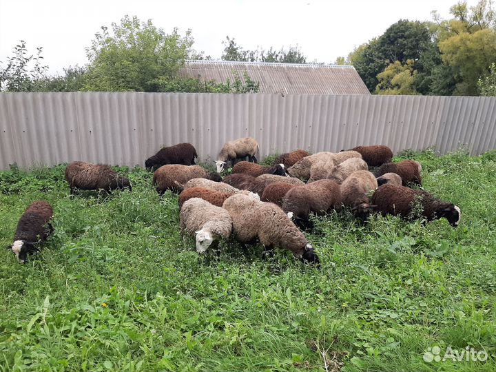 Бараны и овцы на племя