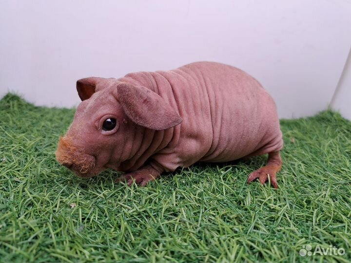 Девочки свинка скинни