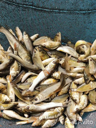 Малек карпа