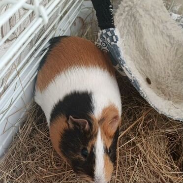 Морская свинка с клеткой