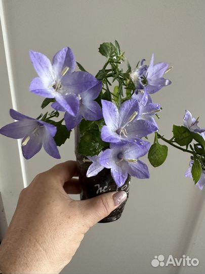 Кампанула жених и невеста