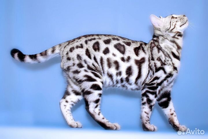 Бенгальская кошка