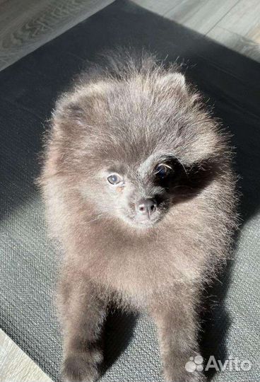 Померанский шпиц