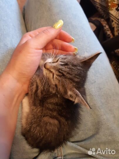 Котенок (девочка) в добрые ответственные руки