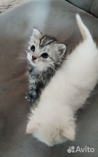Котята мальчики в добрые руки
