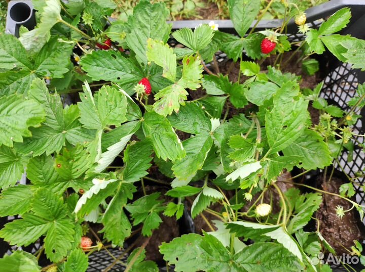 Земляника ремонтантная рассада, клубника