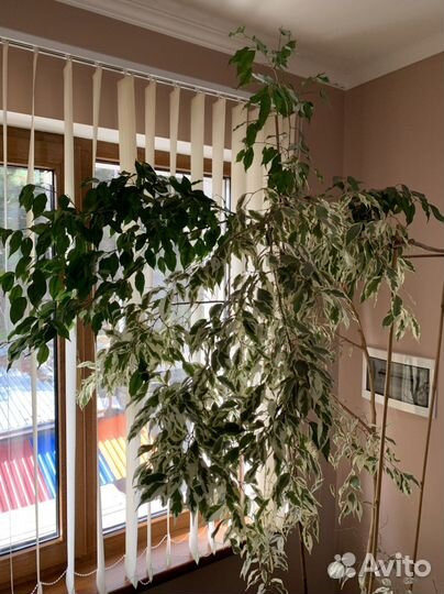 Фикус бенджамина