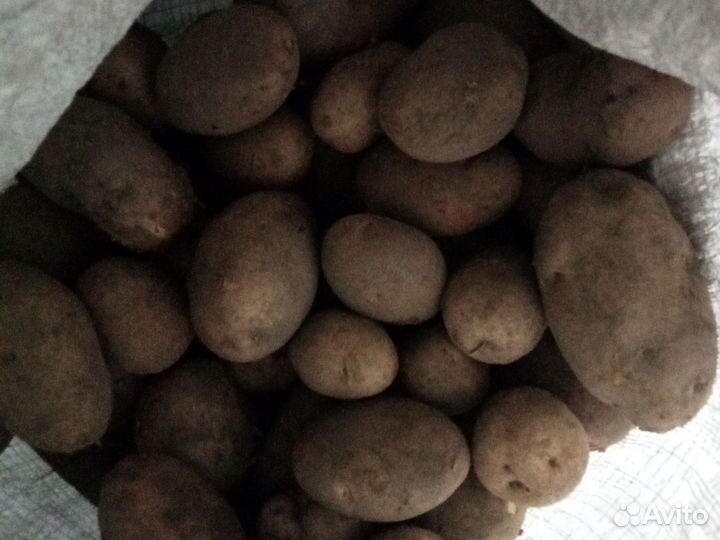 Продам картофель