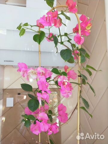 Бугенвиллия chitra