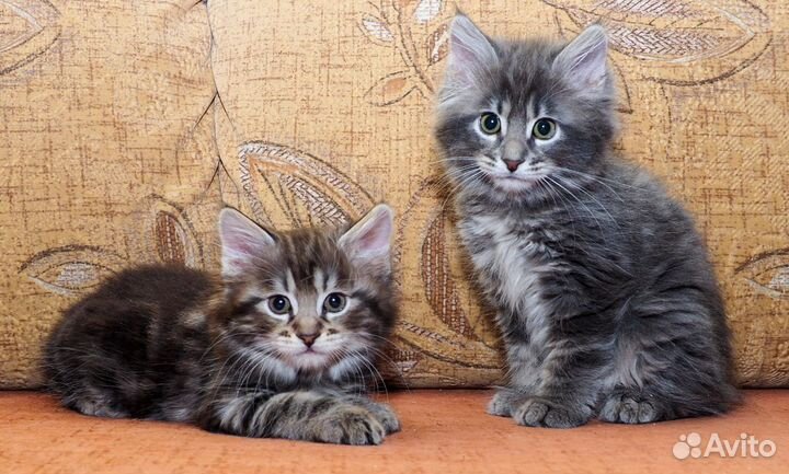 Котята Курильский бобтейл