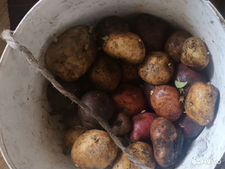 Продам картофель домашний крупный