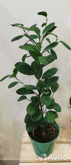 Фикус мокламе