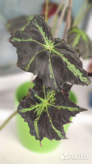 Бегония Клеопатра