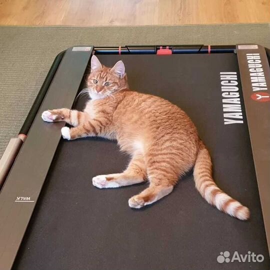 Нала, кошка с изюминкой, в любящую семью