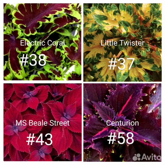 Колеусы сортовые