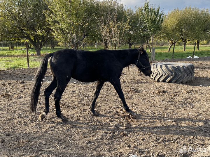 Продаётся жеребчик почти 2 года