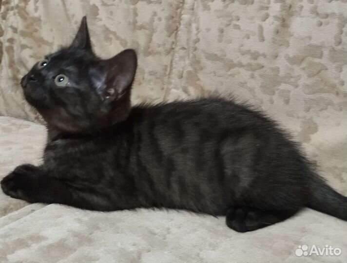 Британская кошка
