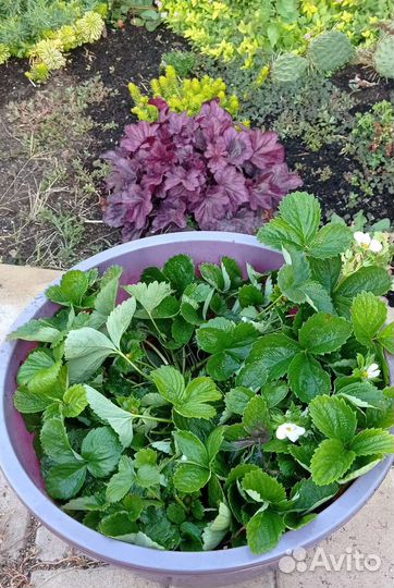 Рассада клубники из Новенького: окс,зкс,фриго