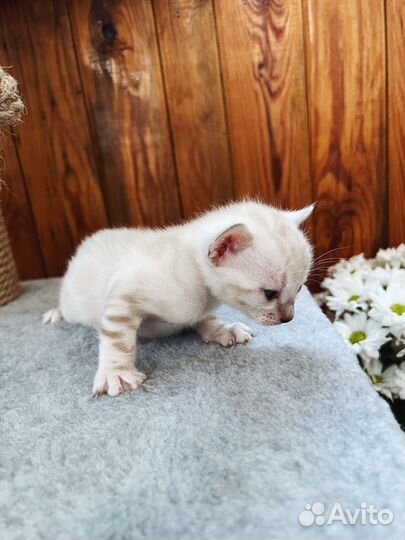 Бенгальские котята